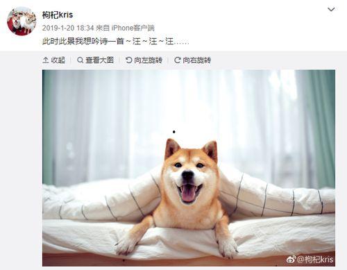 张恒爆料狗狗视频,背后真相令人震惊  第2张